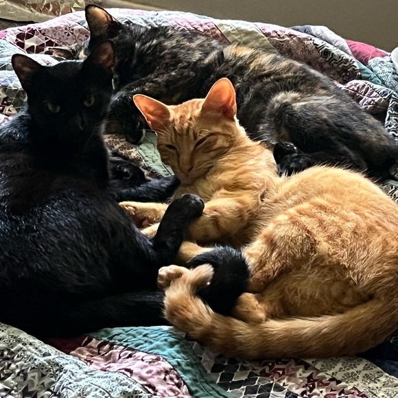 PollyViolet Posh Ambassador!๐๐ณ๐ - Picture 2 of 10